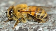 Мефонічні комахи