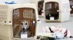 Перевезення собаки