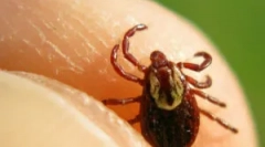 Період, коли кліщі є найбільш активними і небезпечними