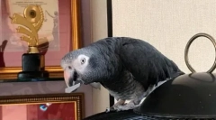 Перная зірка жора макаров: відео, де jaco каже його ім'я та прізвище