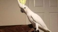 Прибирання танцівниці дискотека 90-х: папуги танці під усіма