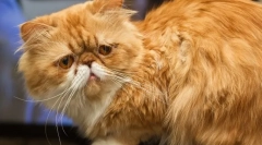 Перська кішка (фото): тварина художня богемія