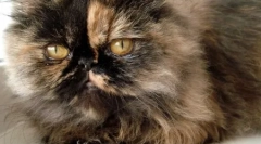 Перська порода котів