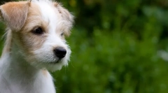 Щеня перша стрижка