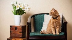 Перші дні кішки в будинку