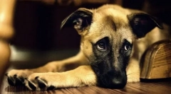 Перші ознаки захворювання в собаці