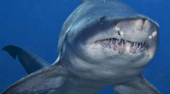 Піщана акула