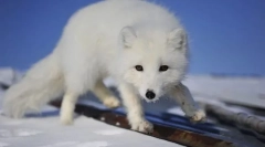 Весна синій