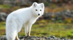 Весна звичайна