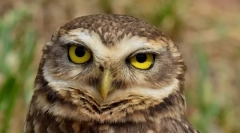 Печерна сова