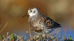 Berengay's пісок і піскова книга