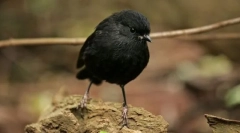 Петроїка легоногая