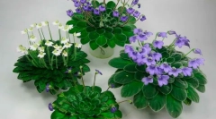 Петрокосмен