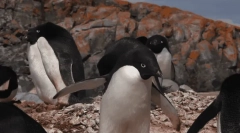 Пінгвін адель