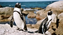 Пінгвін льодовиковий