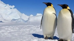 Пінгвіни