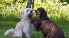 Піренеанський вівчар (фото): народився сторож і пастуха