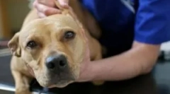 Піроплазмоз: симптоми, діагностика та лікування