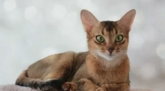 Харчування абіссінських кішок: магазин кормів або натуральна їжа