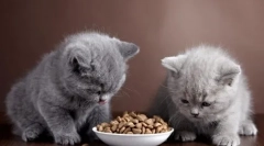 Харчування британських кішок вдома