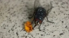 Харчування вітчизняних та інших мух