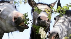 Кінь їжі та звички