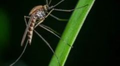 Харчові комарі та уявна кров