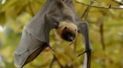 Харчування летких мишей у природі та дому