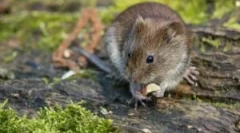 Їжа мишам у дикій природі та дому