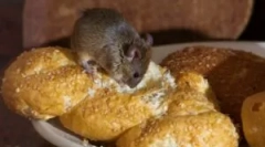 Харчові миші в будинку і люблять сир