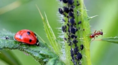 Харчові комахи