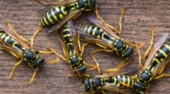 Живлення ос та осін мед