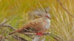 Пітти. Сім'я птахів