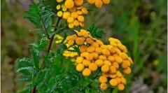 Pijma звичайного