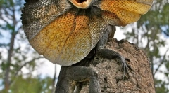 Уповільне ящірка