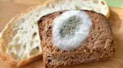 Гриби на хлібі та причинах їх появи