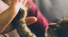 Плюси та вміст кота