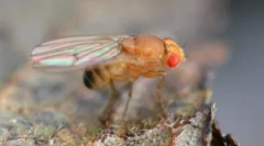 Фруктові мухи від drosophila