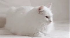 Чому білі кішки глухі?