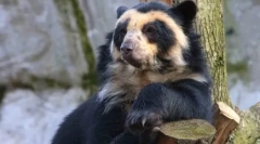 Чому білі ведмеді не живуть в антарктиді, але пінгвіни - в арктиці