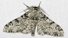 Чому берегові павуки мають різний колір?