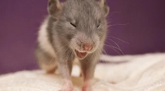 Чому чхає щура: причини, симптоми та лікування, що робити