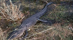 Чому динозаври були головними істотами на нашій планеті?