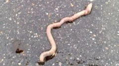 Чому дощові черв'яки виходять з землі?