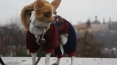 Чому чихуахуа тремтіння і що ви можете зробити