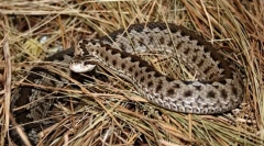 Чому vijuku називається фіолетовим