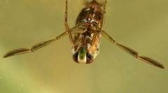 Чому маленькі радіти плавають ноги?