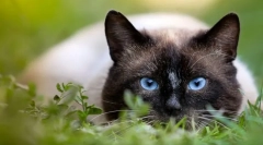 Чому кажуть, що кішка має 9 життів?