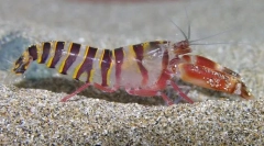 Чому через рак-зчеплення хворий?