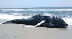 Чому кити кидаються на берег?